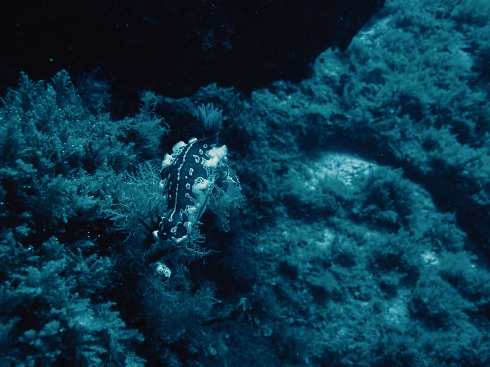H2O Diving Bolzano photo 26
