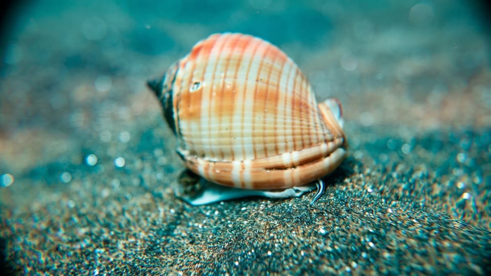Shell on the sandy seabed