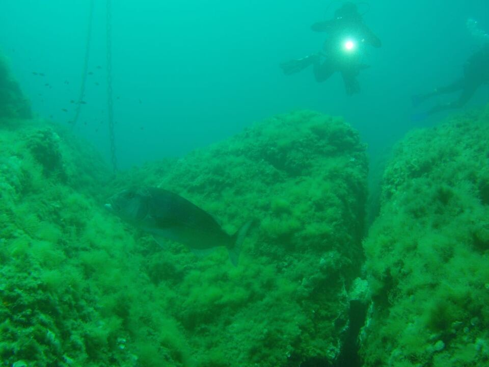Foto H2O Diving Bolzano 83