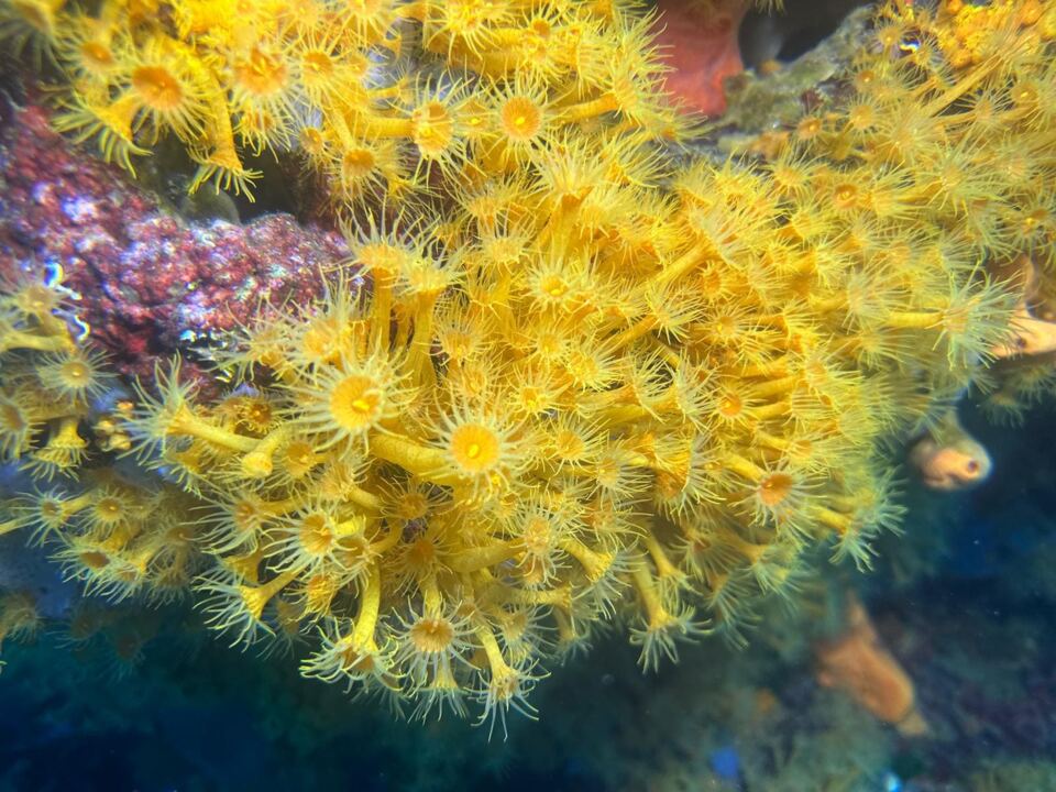 Foto H2O Diving Bolzano 77