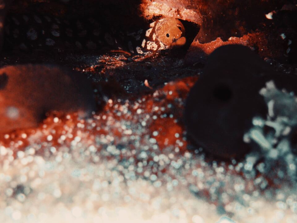 Foto H2O Diving Bolzano 27