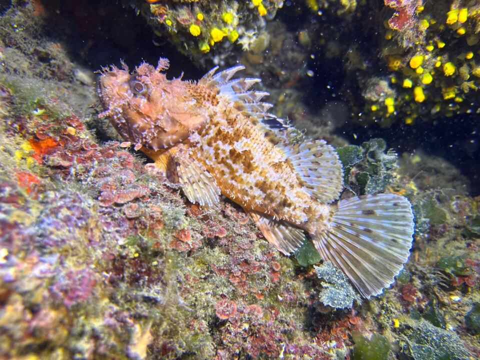 Foto H2O Diving Bolzano 81